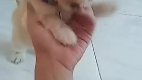 This crazy puppy can't stop biting