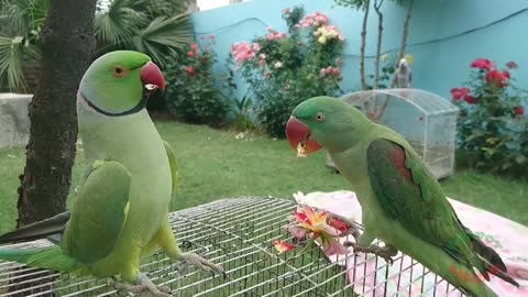 Amazing parrot video