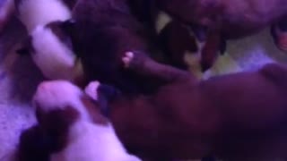 Phoenix Ridge Boxers, Day old puppies!