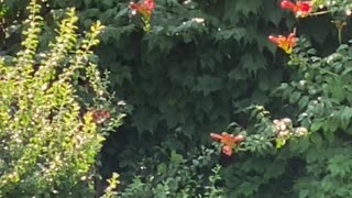 Beautiful morning hummingbird