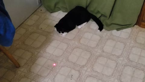 Cat chases laser