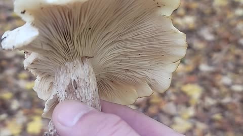 Nature in HD, This Beautiful Mushroom Patch