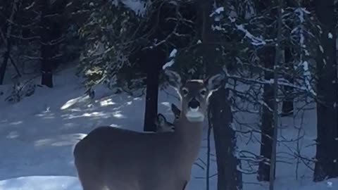 Deer is mad at gran