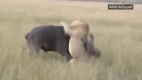The Most Dangerous Lion Attack