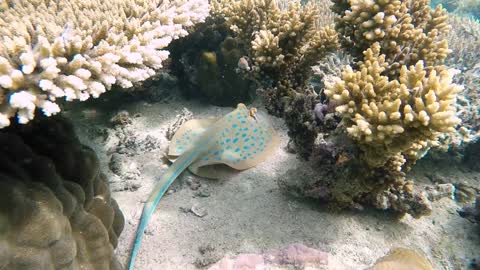 Strange underwater animal