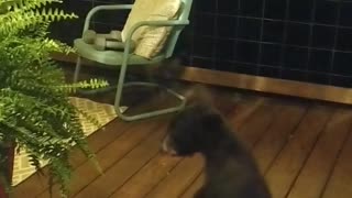 Bear Cub Gets in Trouble with Momma