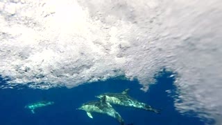 swimming with dolphin