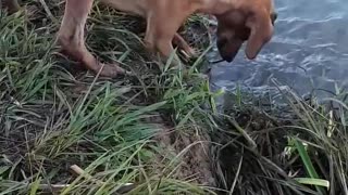 Doggo is a Really Good Fisherman