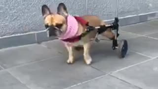 Boomerang of brown dog walking in wheelchair on sidewalk