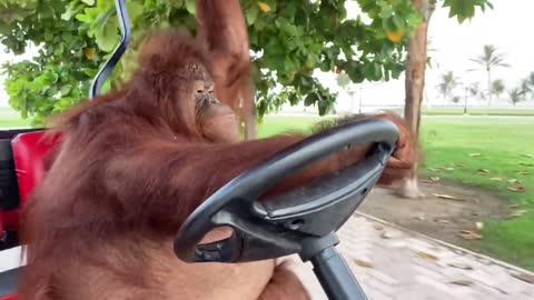 Famous orangutan driving a golf cart.
