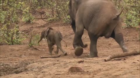 Elephants Rush Over To Help Baby Elephant Stuck In Mud