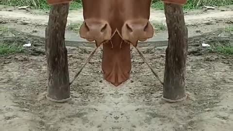 .cow reverse magic video viral hog animal #shorts #viral #trending