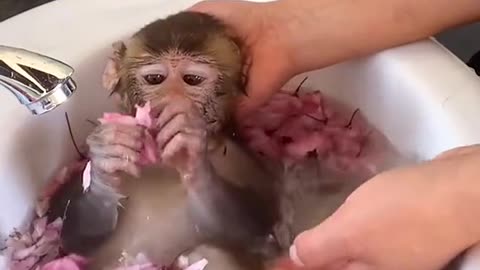 This adorable little monkey is having a bath.