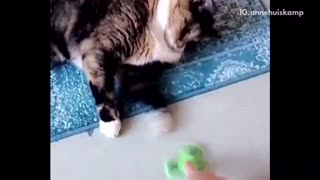 The best fails cat goes crazy fidget spinner/ signature question