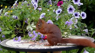 Animal Mammal Squirrel Sciurus Vulgaris Major