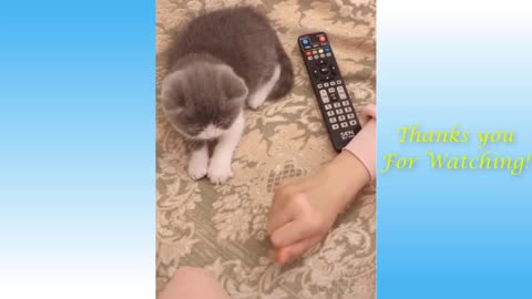 Funny Videos of Cute Pets - Try not to laugh