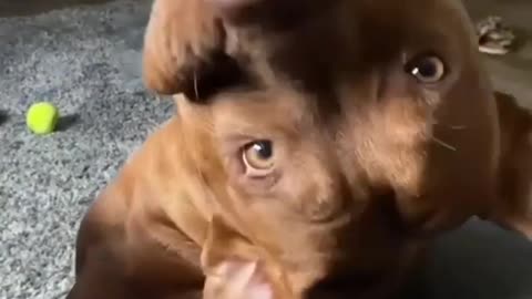 Funny Pet Dog Pitbull