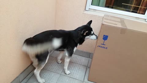 Husky does everything possible to reach owner in cardboard box