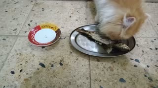 The beautiful cat with her favorite meal is delicious fish
