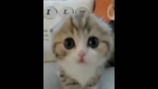 Comedy and Funny Cat Videos Compilation Part 3