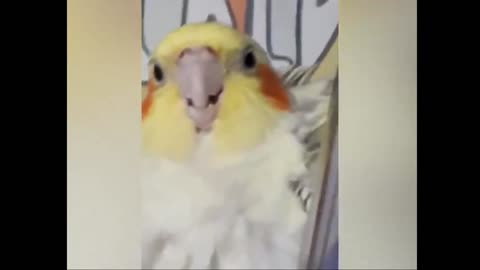 🦜 Parrot Plays Hide And Seek With His Owner 🦜