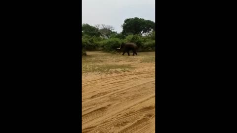 Funny Elephant Attack in Sri Lanka