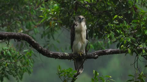 Bird eagle waiting or the rain to stop