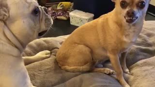 Dogs Demonstrate Typical Sibling Rivalry On Camera