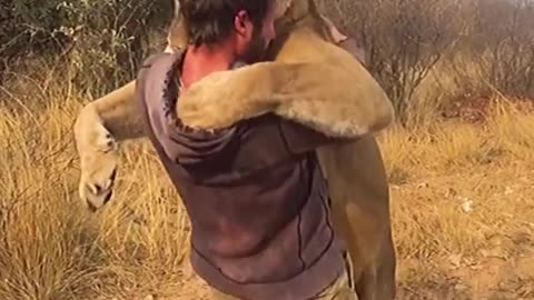 Lion runs excitedly at owner