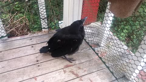 Meet Sexy The Fledgling Raven