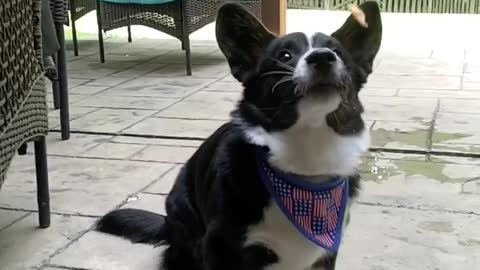 Clumsy corgi literally cannot catch treats thrown at him