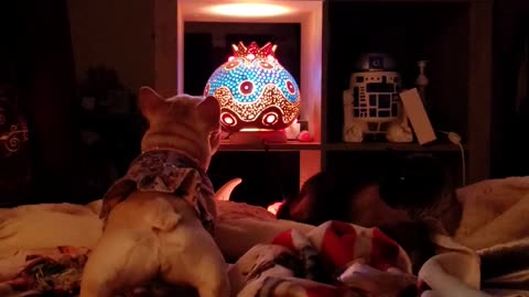 Angry Bulldog is not a fan of Rudolph at all