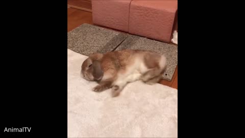 Cutest Bunny Rabbits Thumping Compilation