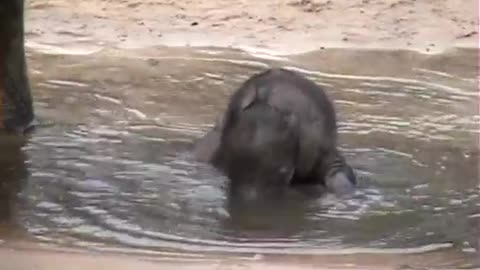 Forest Baby Elephant Summer Swim