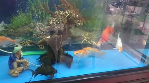 small fish tank - beautiful fish