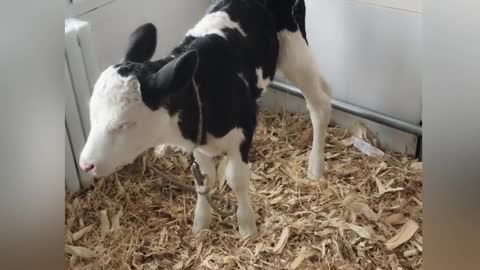 Adorable Fluffy Bois Meets Baby Cow