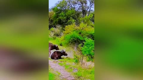 An angry bull tears apart the lioness