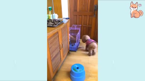 Cute Puppies 😍 Cute Funny and Smart Dogs Compilatio