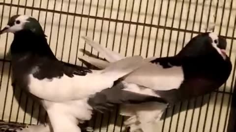 Pamiriann pigeon beautiful breeder pair