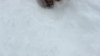Brown chow chow treading through tall snow