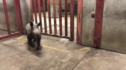 Rhino calf plays with zoo keeper