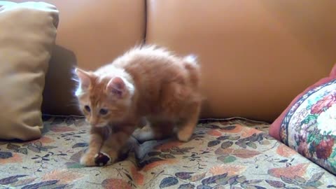 Cute Little Kitten Playing His Toy Mouse On Sofa