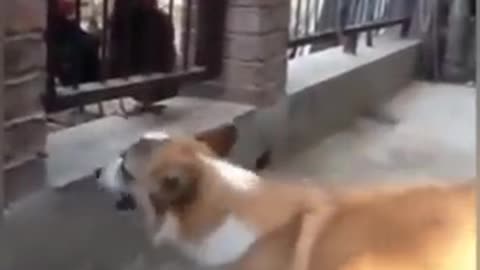 Super funny Chicken VS Dog Fight - Funny Dog Fight Video