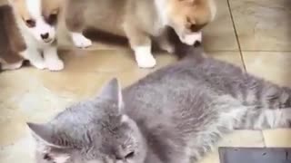 Puppies Playing with Cat' Tail For Fun