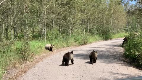 Grizzly Bear 399 and Her Four Cubs