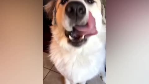 Dog tries mango for the first time, and loves it