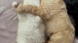 Doodle Puppy Sleepily Cuddling Kitten