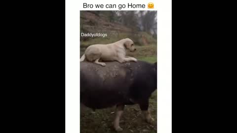 funny cute pet videos - Funny pet video