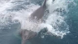 Dolphins Frolic and Follow Jet Boat