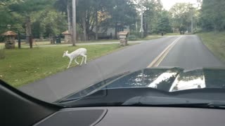 2 young albino deer